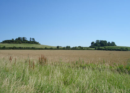 Wittenham Clumps